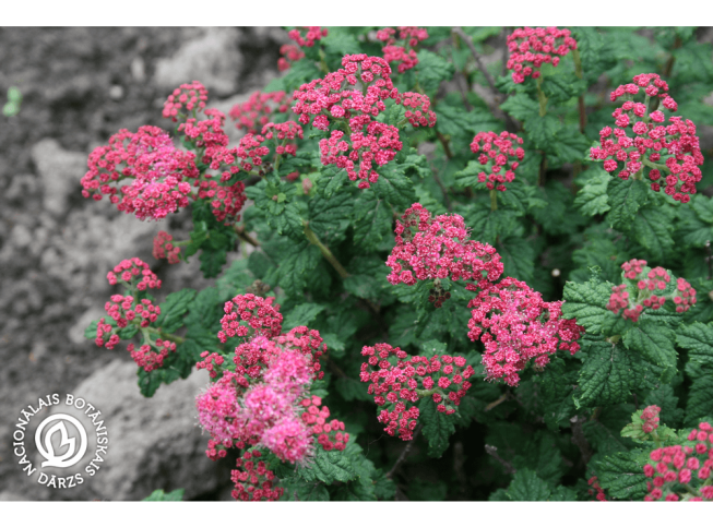 Spiraea japonica   'Bullata'